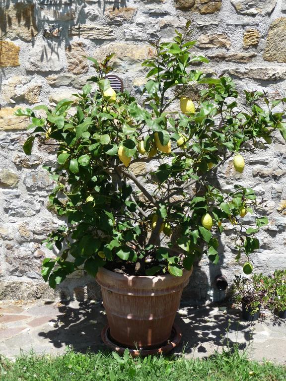 Podere Sant'Angelo Roccalbegna Eksteriør billede